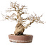Carpinus coreana, 30 cm, ± 40 years old