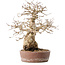Carpinus coreana, 30 cm, ± 40 years old