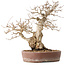 Carpinus coreana, 30 cm, ± 40 anni