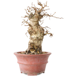 Carpinus coreana, 20 cm, ± 20 jaar oud