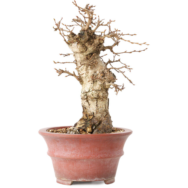 Carpinus coreana, 20 cm, ± 20 Jahre alt, mit einem Nebari von 7,5 cm