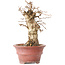 Carpinus coreana, 20 cm, ± 20 years old, with a nebari of 7,5 cm