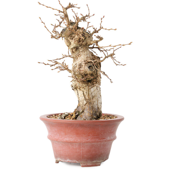 Carpinus coreana, 20 cm, ± 20 años, con un nebari de 7,5 cm