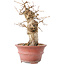 Carpinus coreana, 20 cm, ± 20 years old, with a nebari of 7,5 cm