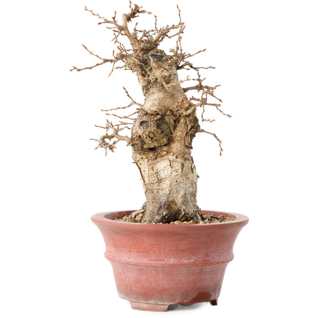 Carpinus coreana, 20 cm, ± 20 years old, with a nebari of 7,5 cm