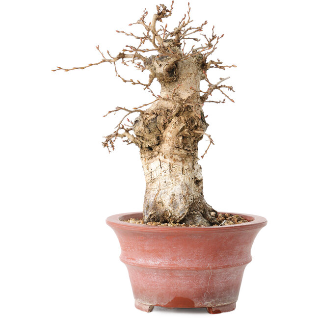 Carpinus coreana, 20 cm, ± 20 anni, con un nebari di 7,5 cm