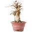 Carpinus coreana, 20 cm, ± 20 years old, with a nebari of 7,5 cm