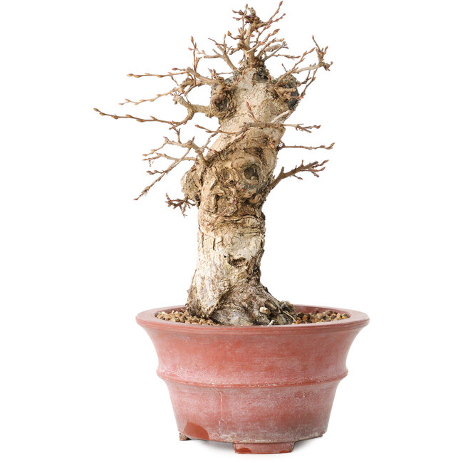 Carpinus coreana, 20 cm, ± 20 anni, con un nebari di 7,5 cm