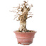 Carpinus coreana, 20 cm, ± 20 years old, with a nebari of 7,5 cm