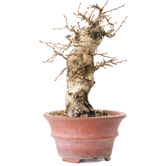 Carpinus coreana, 20 cm, ± 20 ans, avec un nebari de 7,5 cm