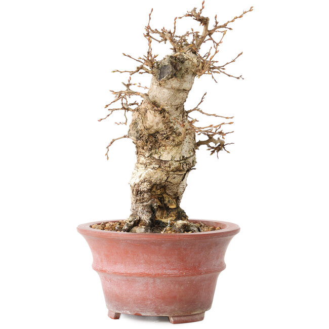 Carpinus coreana, 20 cm, ± 20 anni, con un nebari di 7,5 cm