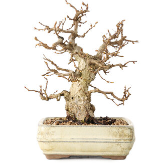 Carpinus coreana, 22 cm, ± 30 jaar oud