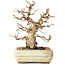 Carpinus coreana, 22 cm, ± 30 ans, avec un nebari de 7 cm, dans un pot cassé