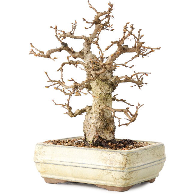 Carpinus coreana, 22 cm, ± 30 ans, avec un nebari de 7 cm, dans un pot cassé