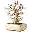Carpinus coreana, 22 cm, ± 30 ans, avec un nebari de 7 cm, dans un pot cassé