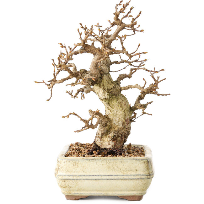 Carpinus coreana, 22 cm, ± 30 ans, avec un nebari de 7 cm, dans un pot cassé