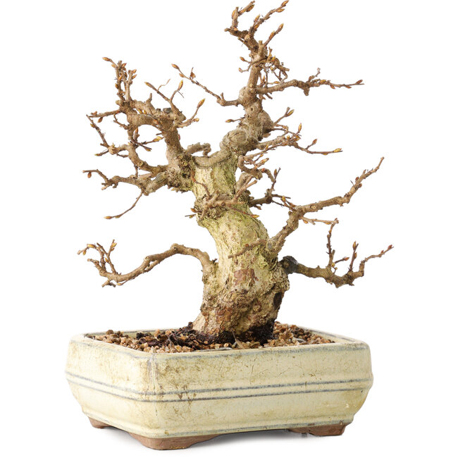 Carpinus coreana, 22 cm, ± 30 jaar oud, met een nebari van 7 cm, in een kapotte pot