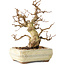 Carpinus coreana, 22 cm, ± 30 years old, with a nebari of 7 cm, in a broken pot