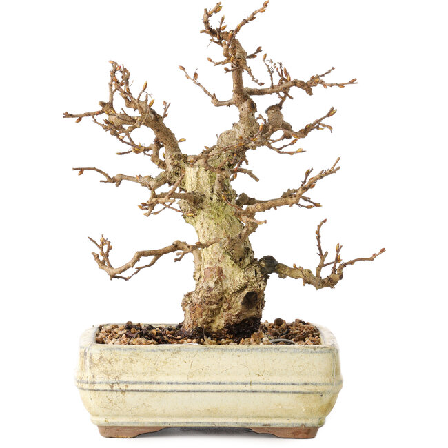 Carpinus coreana, 22 cm, ± 30 jaar oud, met een nebari van 7 cm, in een kapotte pot