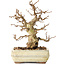 Carpinus coreana, 22 cm, ± 30 years old, with a nebari of 7 cm, in a broken pot