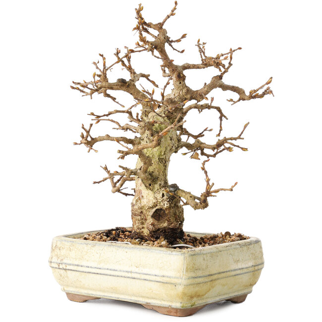 Carpinus coreana, 22 cm, ± 30 jaar oud, met een nebari van 7 cm, in een kapotte pot