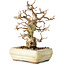 Carpinus coreana, 22 cm, ± 30 years old, with a nebari of 7 cm, in a broken pot