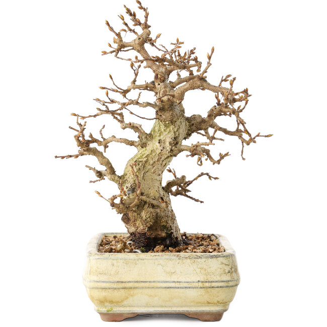 Carpinus coreana, 22 cm, ± 30 ans, avec un nebari de 7 cm, dans un pot cassé