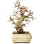 Carpinus coreana, 22 cm, ± 30 jaar oud, met een nebari van 7 cm, in een kapotte pot