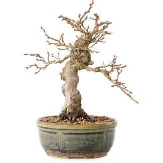 Carpinus coreana, 19 cm, ± 30 jaar oud