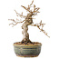 Carpinus coreana, 19 cm, ± 30 jaar oud, met een nebari van 5 cm