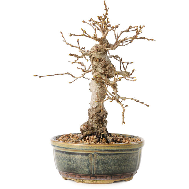 Carpinus coreana, 19 cm, ± 30 años, con un nebari de 5 cm
