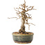 Carpinus coreana, 19 cm, ± 30 jaar oud, met een nebari van 5 cm