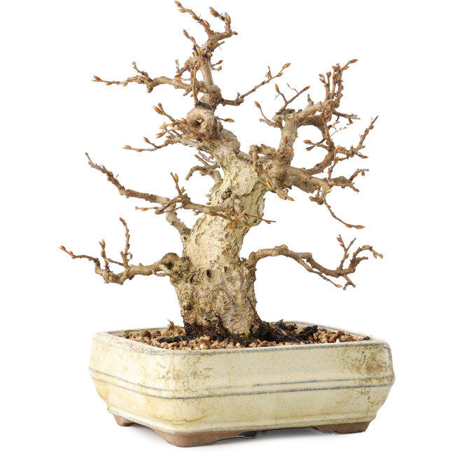 Carpinus coreana, 22 cm, ± 30 ans, avec un nebari de 7 cm, dans un pot cassé