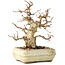 Carpinus coreana, 22 cm, ± 30 ans, avec un nebari de 7 cm, dans un pot cassé