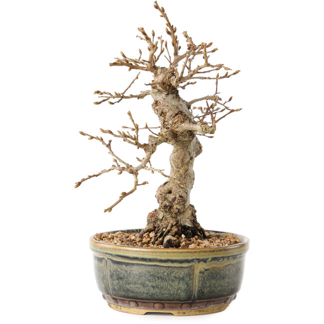 Carpinus coreana, 19 cm, ± 30 years old, with a nebari of 5 cm