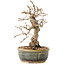 Carpinus coreana, 19 cm, ± 30 anni, con un nebari di 5 cm