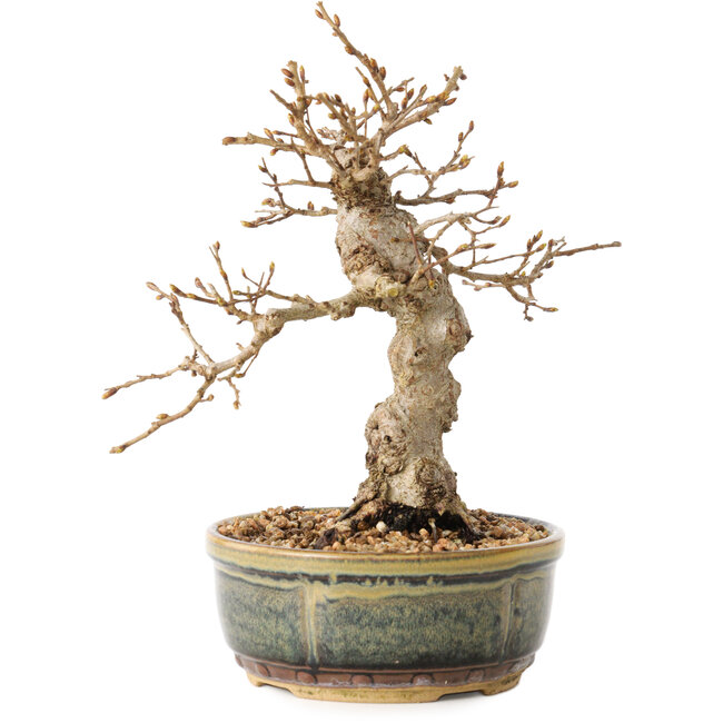 Carpinus coreana, 19 cm, ± 30 years old, with a nebari of 5 cm