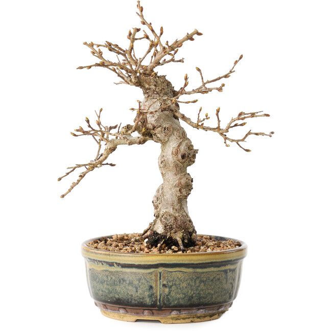 Carpinus coreana, 19 cm, ± 30 años, con un nebari de 5 cm