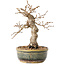 Carpinus coreana, 19 cm, ± 30 years old, with a nebari of 5 cm