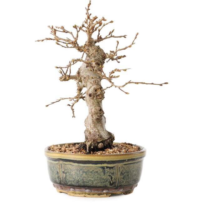 Carpinus coreana, 19 cm, ± 30 Jahre alt, mit einem Nebari von 5 cm