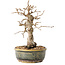 Carpinus coreana, 19 cm, ± 30 jaar oud, met een nebari van 5 cm