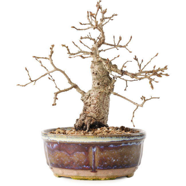 Carpinus coreana, 16,5 cm, ± 25 jaar oud, met een nebari van 5 cm