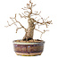 Carpinus coreana, 16,5 cm, ± 25 jaar oud, met een nebari van 5 cm