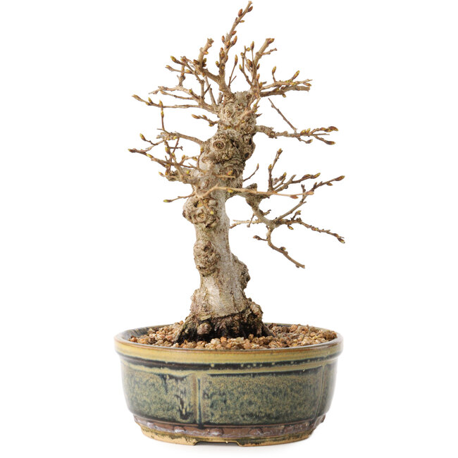 Carpinus coreana, 19 cm, ± 30 anni, con un nebari di 5 cm