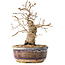 Carpinus coreana, 16,5 cm, ± 25 jaar oud, met een nebari van 5 cm