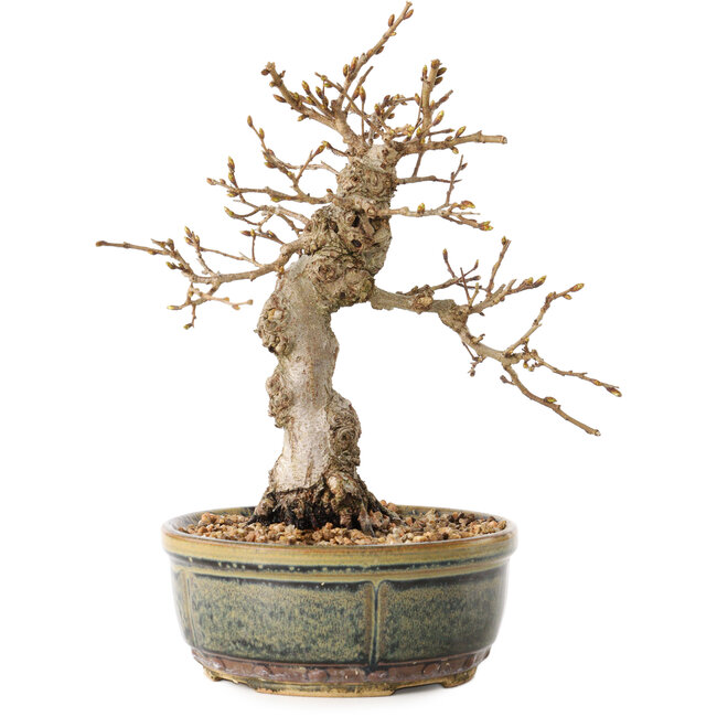 Carpinus coreana, 19 cm, ± 30 años, con un nebari de 5 cm