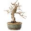 Carpinus coreana, 19 cm, ± 30 jaar oud, met een nebari van 5 cm