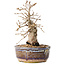 Carpinus coreana, 16,5 cm, ± 25 jaar oud, met een nebari van 5 cm