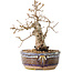 Carpinus coreana, 16,5 cm, ± 25 anni, con un nebari di 5 cm