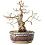 Carpinus coreana, 16,5 cm, ± 25 jaar oud, met een nebari van 5 cm